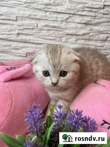 Шотландские вислоухие котята Подольск - изображение 1
