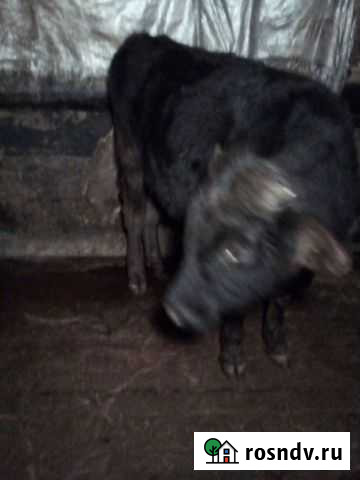 Телка и бычок Дзержинск - изображение 1