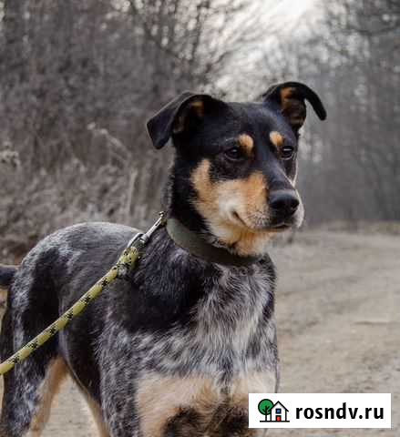 Аврора, чудесная девочка. Стерилизована Краснодар - изображение 1