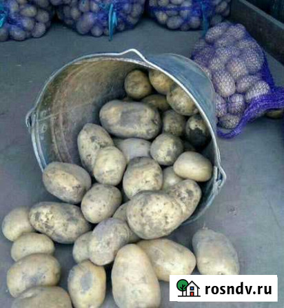 Картофель Топки - изображение 1