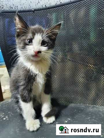 Котенок мальчик Подольск - изображение 1
