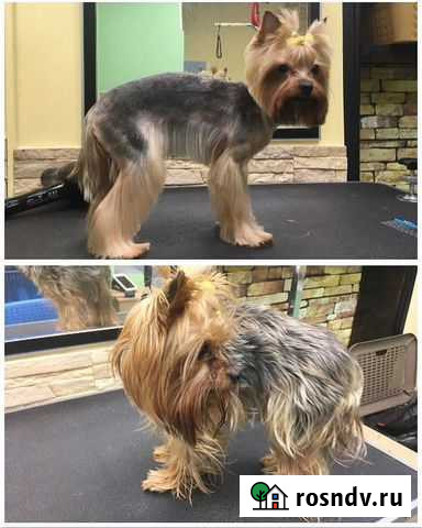 Стрижка Собак Москва - изображение 1