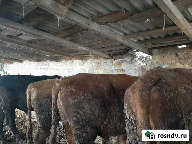 Быки Красногвардейское - изображение 1