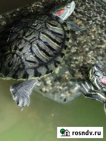 Красноухая черепаха Саратов - изображение 1