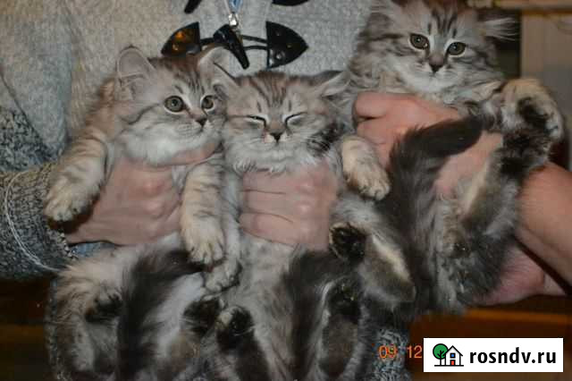 Шотландские котята-тигрята Москва - изображение 1
