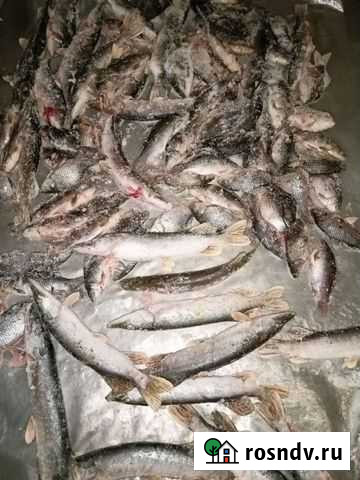 Живая рыба Благовещенка - изображение 1