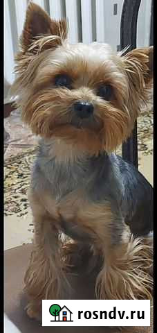 Йоркширский терьер мини вязка Тимашевск - изображение 1