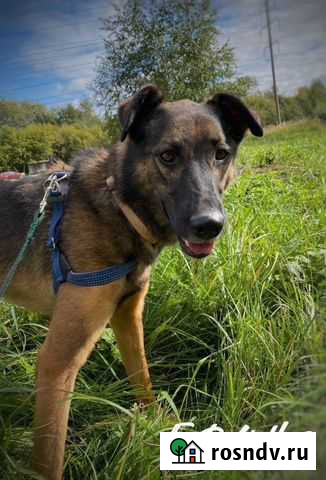 Никто не хочет забрать его из приюта Москва - изображение 1