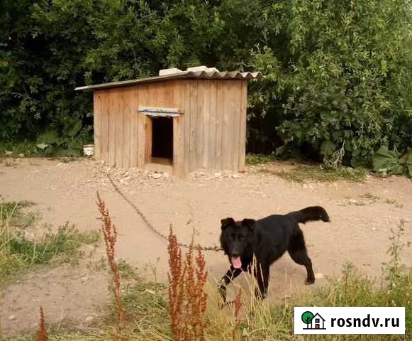 Грей,2 года Псков - изображение 1