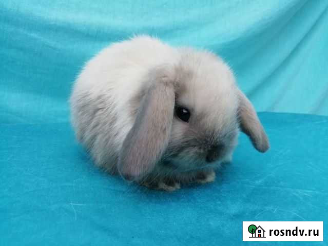 Декоративные кролики Липецк - изображение 1