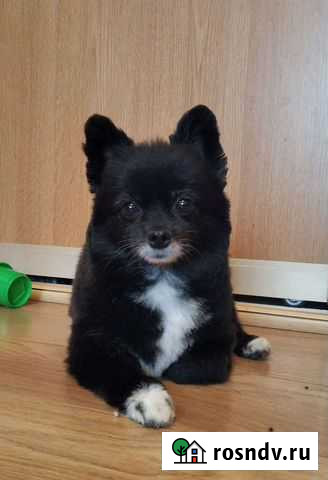 Грумер Москва - изображение 1