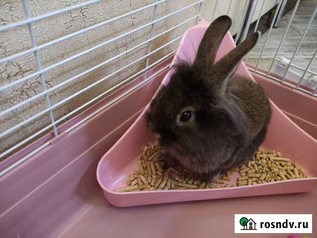 Декоративные кролики Черкесск - изображение 1