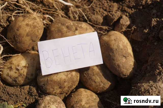 Картофель Венета бесплатная доставка в Костроме Кострома - изображение 1