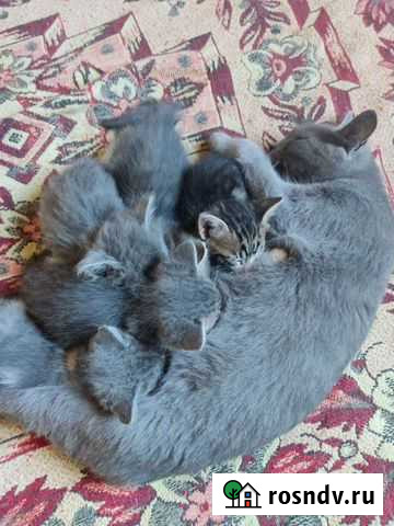 Полукровки от русской голубой Симферополь - изображение 1