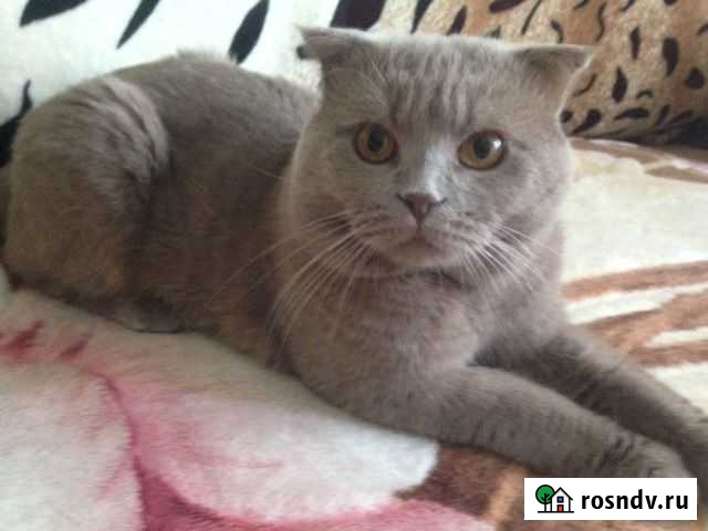 Вязка с шотландским вислаухим котом Москва - изображение 1