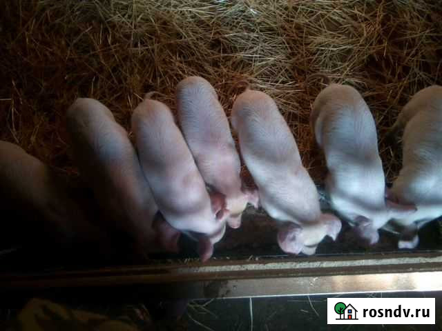 Поросята Сандата - изображение 1