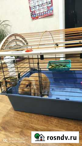 Кролик вислоухий Владимир - изображение 1