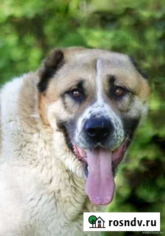 Среднеазиатская овчарка алабай бесплатно Советская - изображение 1