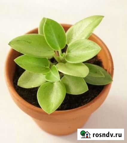 Пеперомия пикси лайм Барнаул - изображение 1