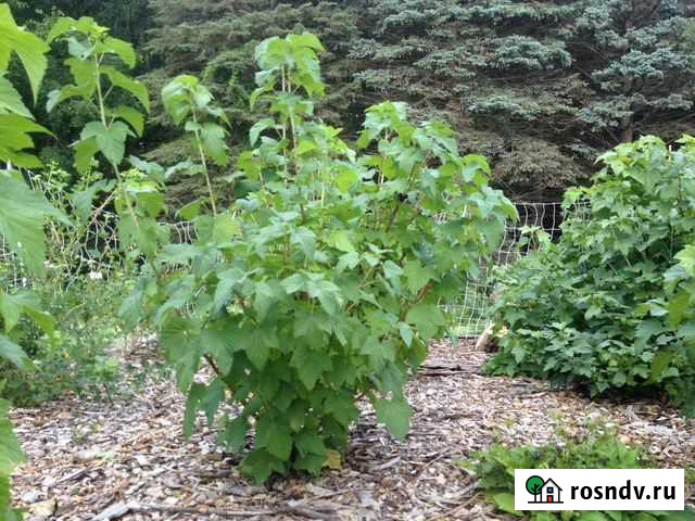 Куст смородины Краснодар - изображение 1