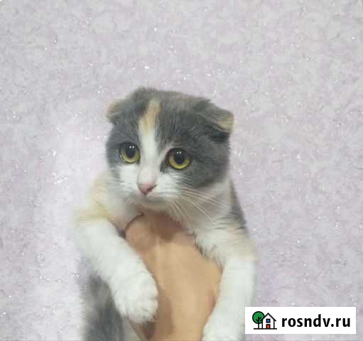 Британская Незамаевская - изображение 1