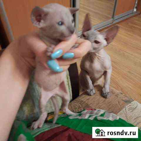 Донской сфинкс котята Уфа