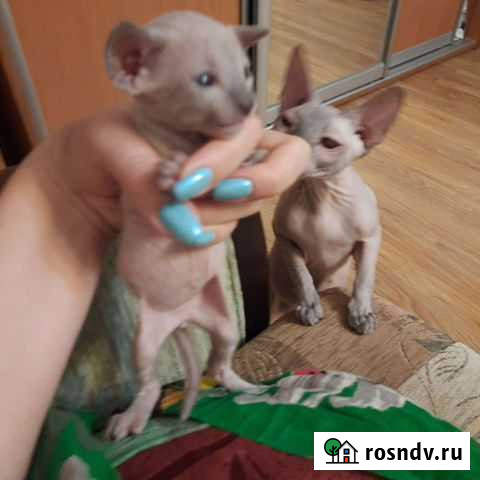 Донской сфинкс котята Уфа - изображение 1
