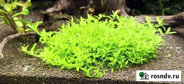 Аквариумные растения Жуковский - изображение 1