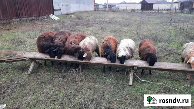Овцы и ягнята Старые Атаги - изображение 1