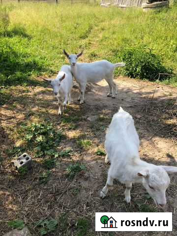 Племенная Зааненская козочка Камешково - изображение 1