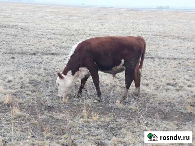 Бычки Акбулак - изображение 1