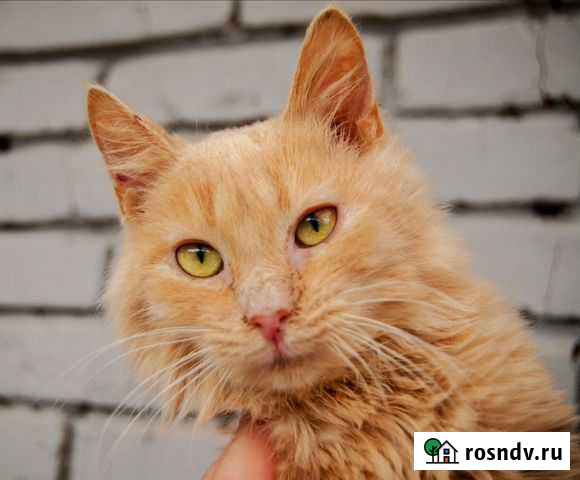 Каста, персиковая очаровательная девочка Краснодар - изображение 1