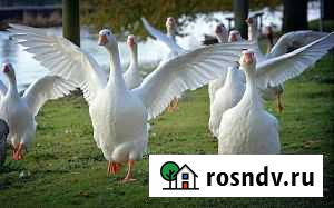 Гусь домашний Миллерово - изображение 1