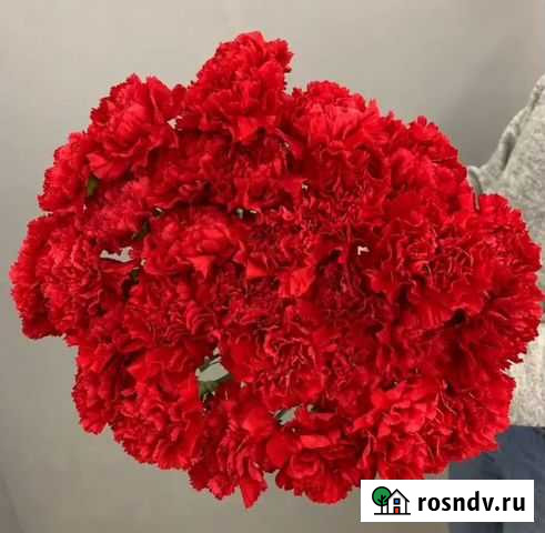 Гвоздика красная Нижний Новгород - изображение 1