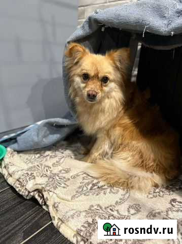 Лисичка в добрые руки Санкт-Петербург - изображение 1