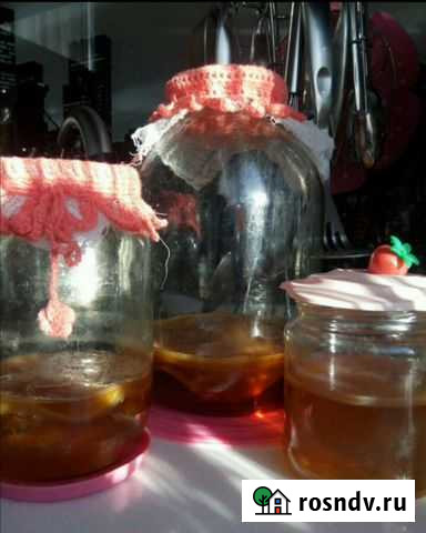 Чайный гриб Тула - изображение 1