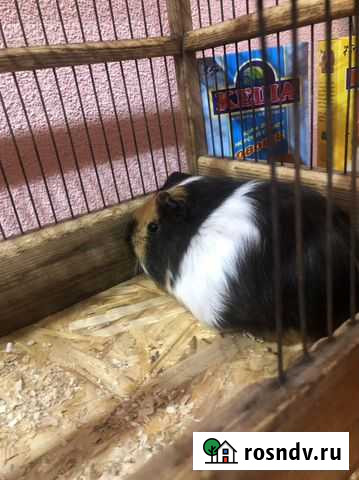 Морская свинка Копейск - изображение 1