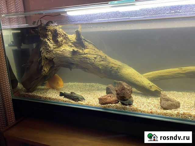 Большая коряга для аквариума Саратов - изображение 1