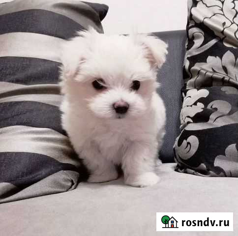 Мальтезе (щенки и вязка) Ростов-на-Дону - изображение 1