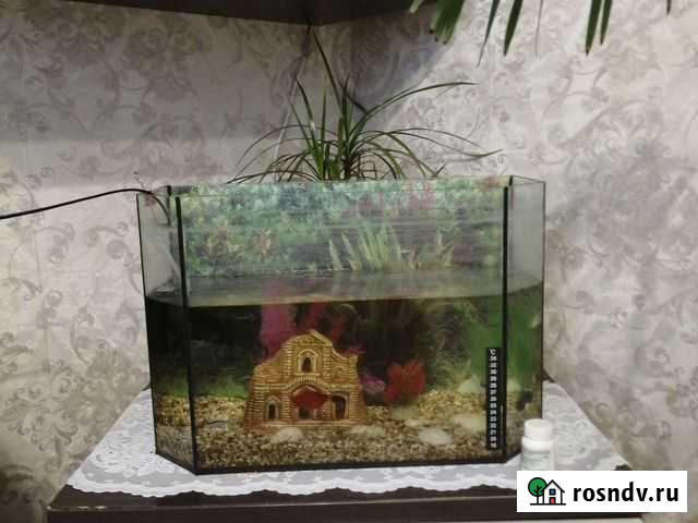 Аквариумные рыбки Анжеро-Судженск - изображение 1