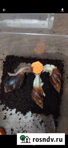 Ахатинки Подольск - изображение 1