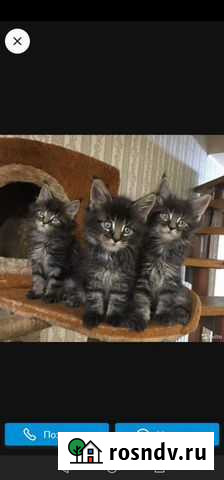 Кунята и 2 мейнкуна на вязку Москва - изображение 1