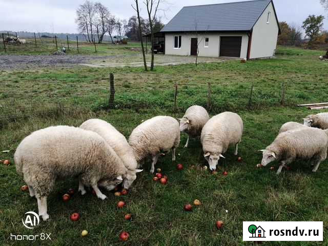 Баран тексель Калининград - изображение 1