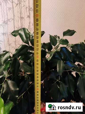 Фикус бенджамина Санкт-Петербург - изображение 1