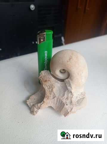 Ископаемое Королев - изображение 1