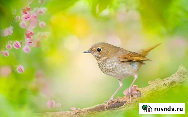 Вокал Барнаул - изображение 1