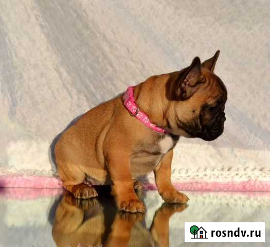 РКФ рыже красная девочка Москва - изображение 1