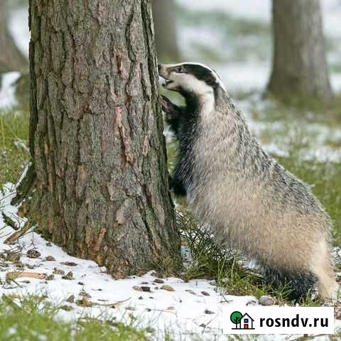 Барсук сало жир Пенза - изображение 1