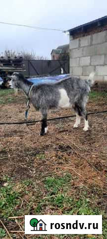 Коза Зерноград - изображение 1