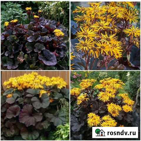 Бузульник Dark Beauty семена Самара - изображение 1